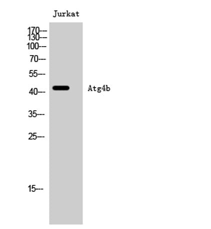 Atg4b rabbit pAb