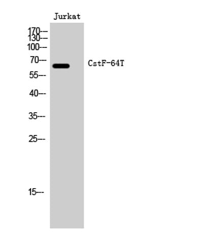 CstF-64T rabbit pAb