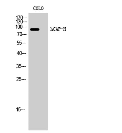 hCAP-H rabbit pAb