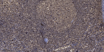 SIRT1 (phospho Ser47) rabbit pAb