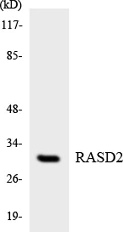 Dexras2 rabbit pAb