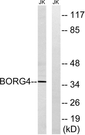 Cdc42EP4 rabbit pAb