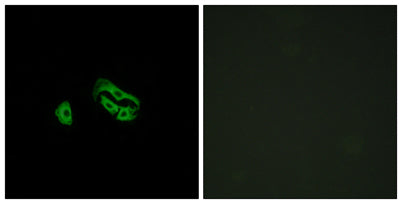 FPRL2 rabbit pAb