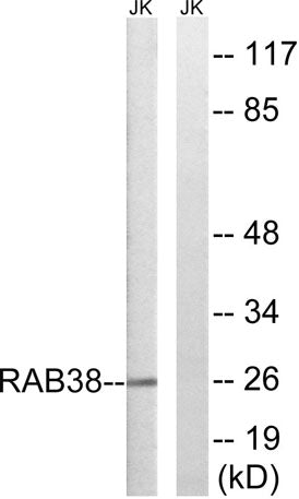 Rab 38 rabbit pAb