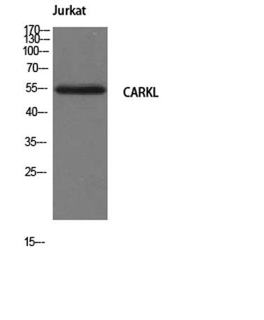 CARKL rabbit pAb