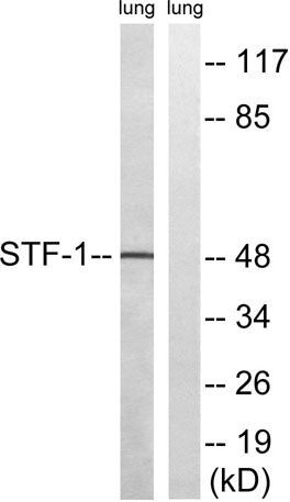 SF-1 rabbit pAb