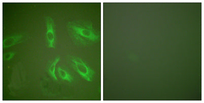 Gastrin rabbit pAb