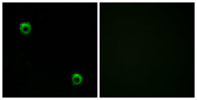 Frizzled-2 rabbit pAb