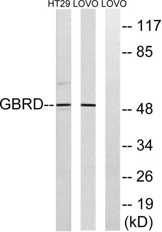 GABAA Rδ rabbit pAb