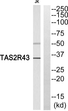 T2R43 rabbit pAb