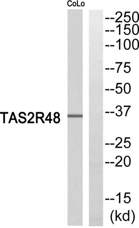 T2R48 rabbit pAb