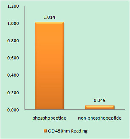 GAP-43 (phospho Ser41) rabbit pAb
