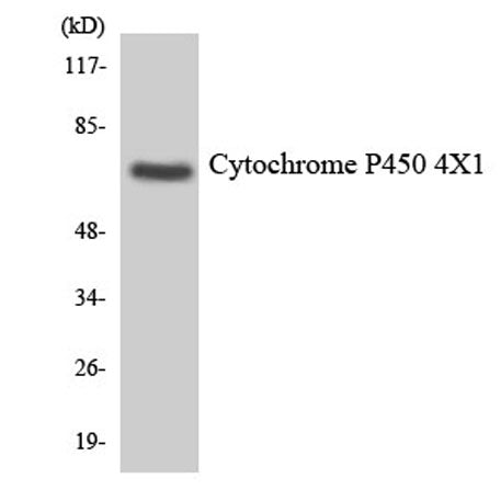 CYP4X1 rabbit pAb