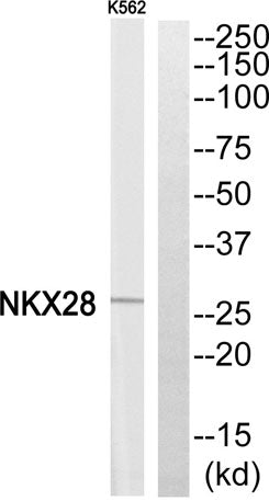 Nkx-2.8 rabbit pAb