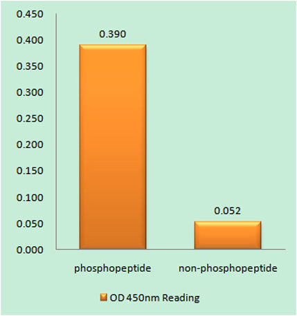 GATA-4 (phospho Ser262) rabbit pAb