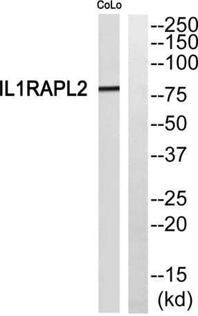 IL-1R9 rabbit pAb