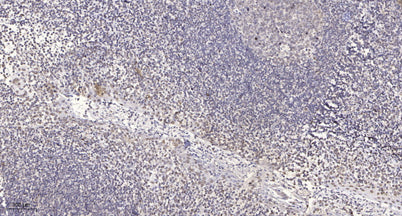 PHI-1 rabbit pAb