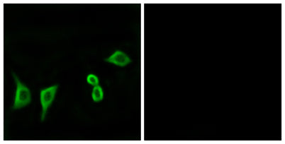 Olfactory receptor 8G2 rabbit pAb