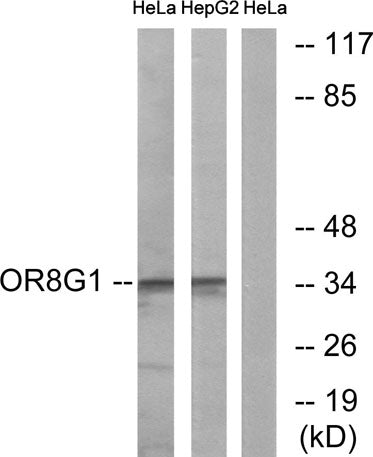 Olfactory receptor 8G1 rabbit pAb