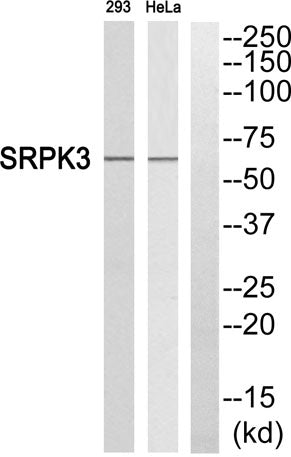 SRPK3 rabbit pAb