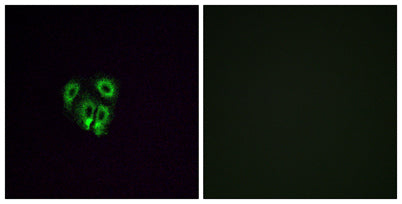 Olfactory receptor 4F4 rabbit pAb