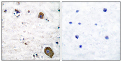 GFRα-1 rabbit pAb