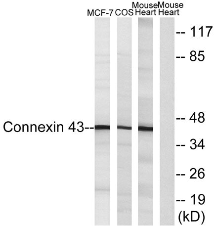 Connexin 43 rabbit pAb