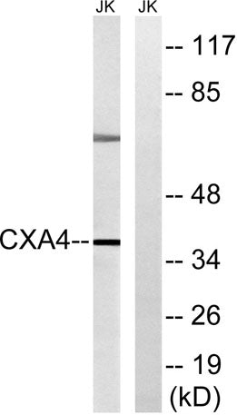 Connexin 37 rabbit pAb