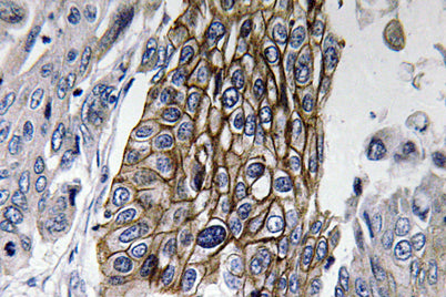Connexin-32 rabbit pAb