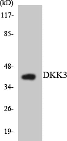 Dkk-3 rabbit pAb