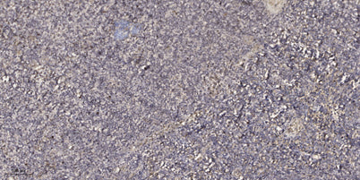 ADAMDEC1 rabbit pAb