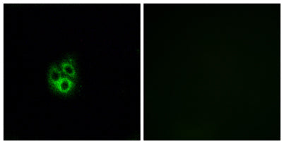 Gγ 5 rabbit pAb