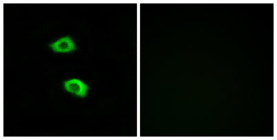 Olfactory receptor 51B5 rabbit pAb