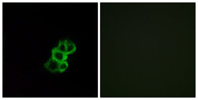 Olfactory receptor 8B4 rabbit pAb