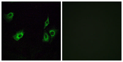 Olfactory receptor 4K3 rabbit pAb