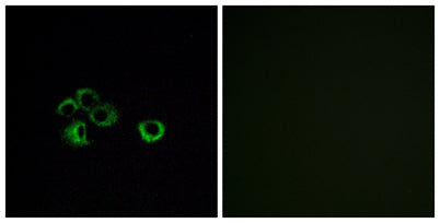 Olfactory receptor 2Z1 rabbit pAb