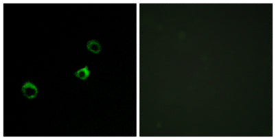 CYB561D1 rabbit pAb