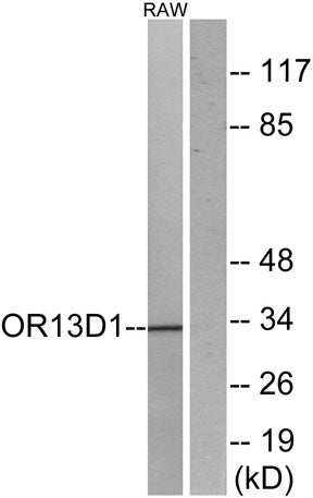 Olfactory receptor 13D1 rabbit pAb