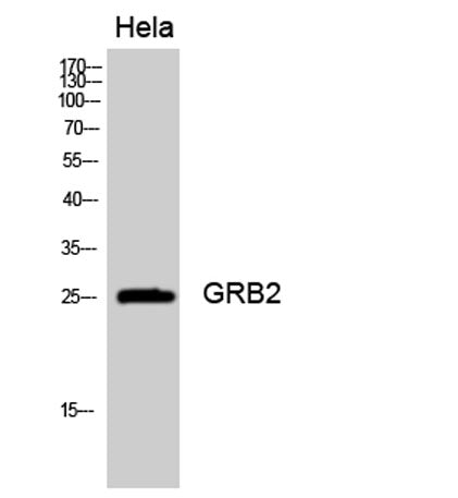 GRB2 rabbit pAb