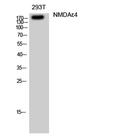 NMDAε4 rabbit pAb