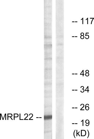 MRP-L22 rabbit pAb
