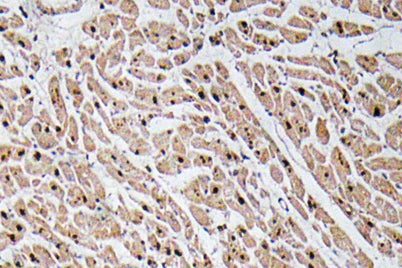 GROγ rabbit pAb