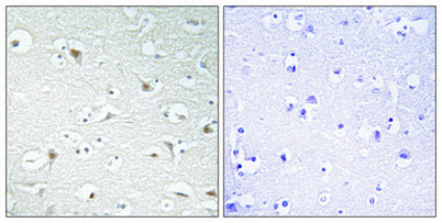 TFIIA-α rabbit pAb