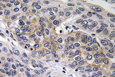 GCS-β-2 rabbit pAb