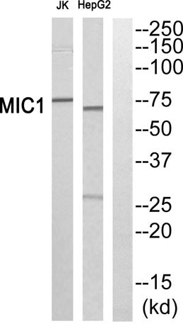 Mic-1 rabbit pAb