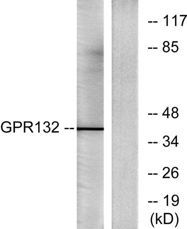 GPR132 rabbit pAb