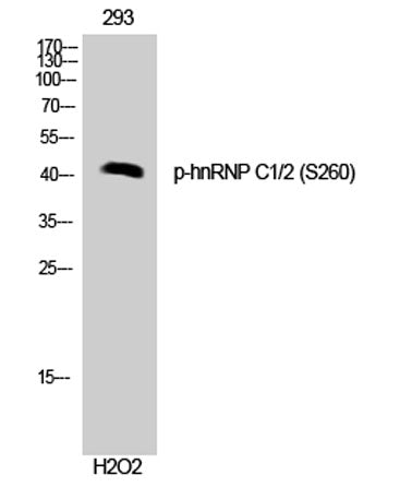 hnRNP C1/2 (phospho Ser260) rabbit pAb