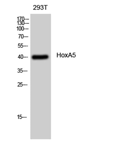 HoxA5 rabbit pAb