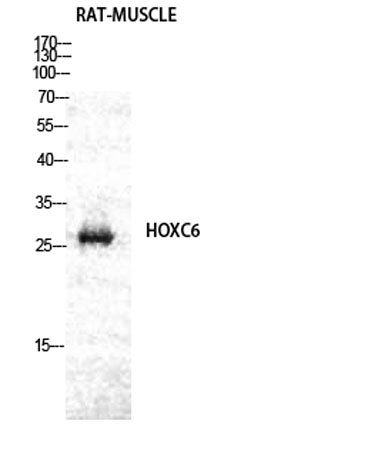 Hox-C6 rabbit pAb