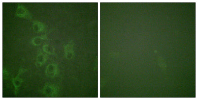 Histamine H1 Receptor (phospho Ser398) rabbit pAb